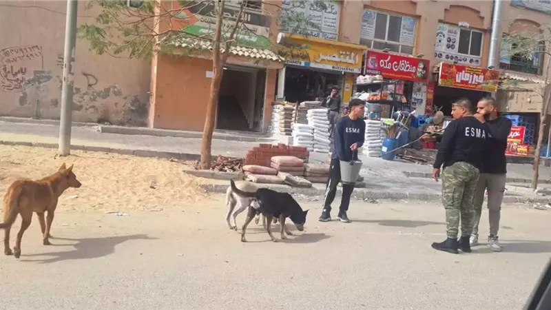 جهاز أكتوبر يطلق حملة CNVR لتعقيم الكلاب الضالة .. صور