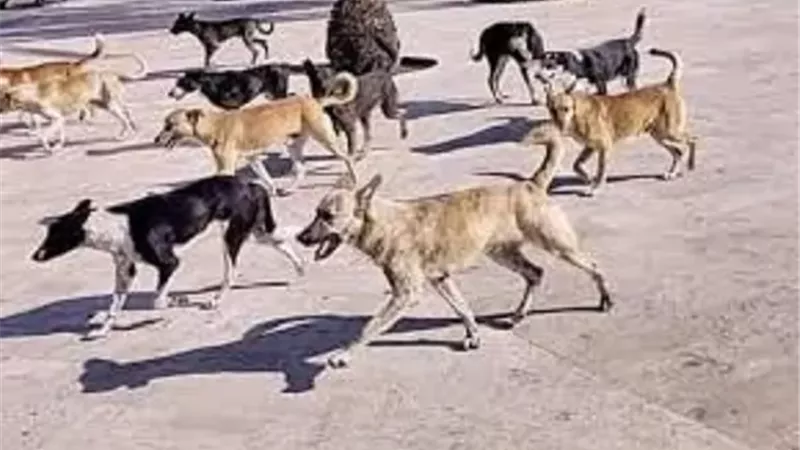 تعقيم الحيوانات في ميزان الفقه..متى يجوز ومتى يُمنع؟