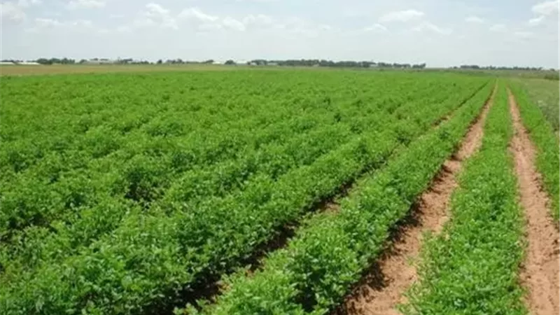 سجن وغرامة.. تعرف على عقوبة التعدي على الأراضي الزراعية