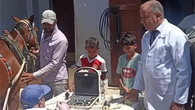 محافظ كفرالشيخ: تشخيص وعلاج 3845 رأس ماشية