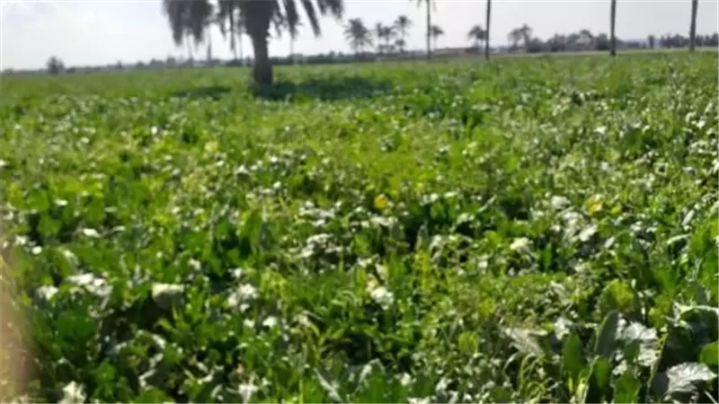 محصول بنجر السكر زراعة حيوية في الإسماعيلية..صور