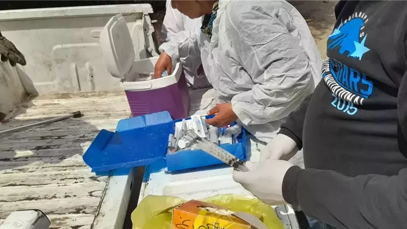 حملة مكثفة لتحصين الكلاب من السعار بأكتوبر .. صور