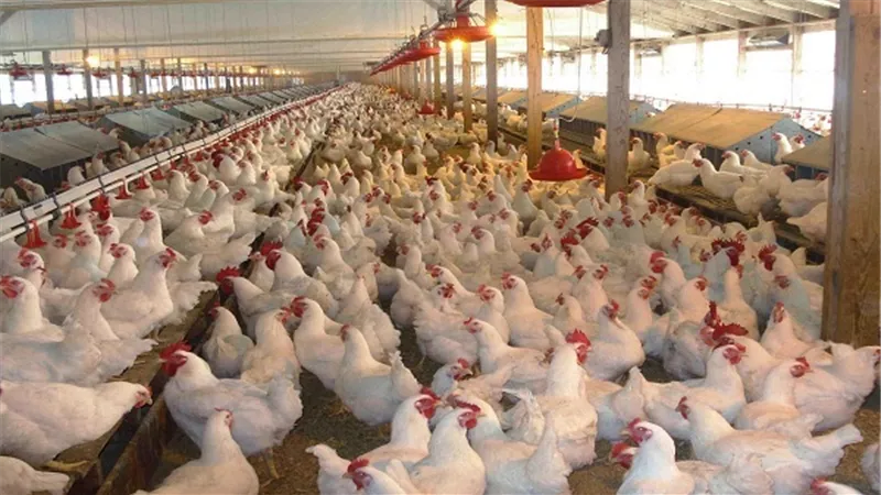الزراعة تطرح 5 خطوات لأنقاذ صناعة الدواجن وإنعاشها فى مصر