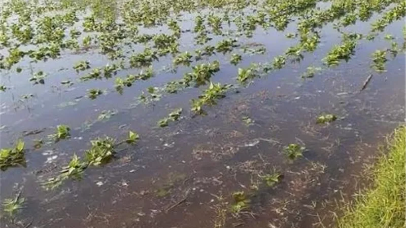 . ارتفاع منسوب النيل يغرق ابو الخاوي في البحيرة