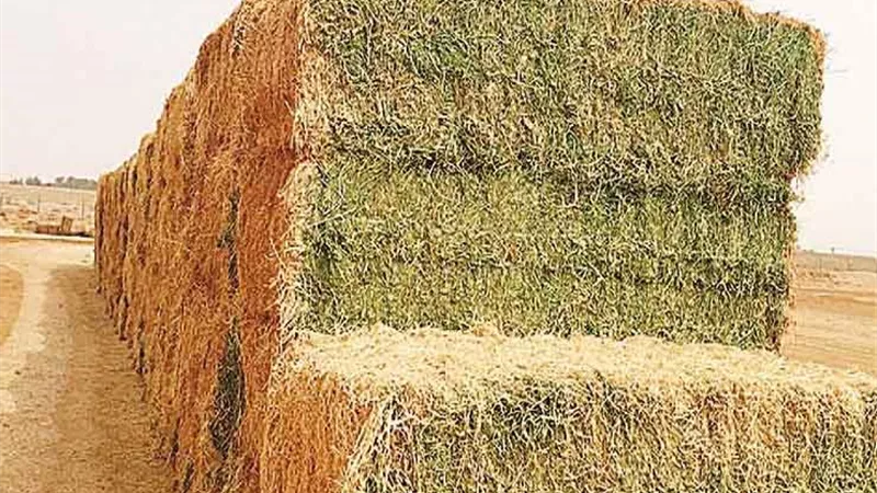غانم: فرض الموانئ ٩٠٠ جنيه علي طن صادرات الأعلاف يتسبب في أزمة