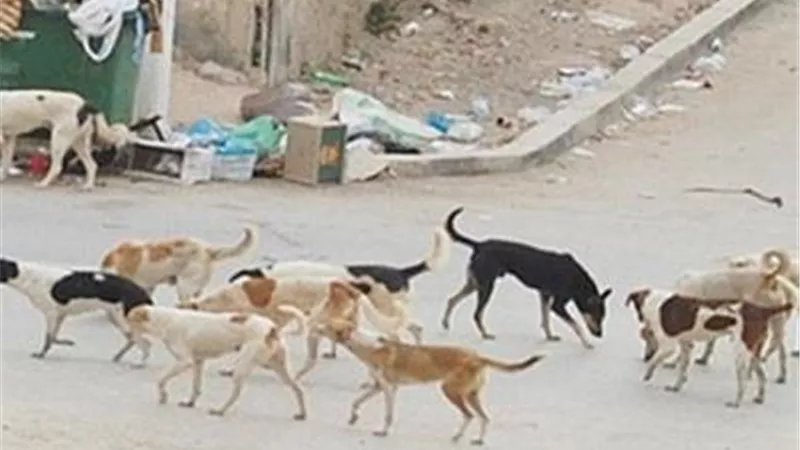 حملات لمكافحة الكلاب الضالة من محيط المدارس بالجيزة والقضاء على 2063 كلبا ضال