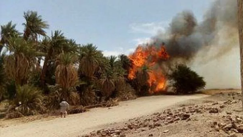 البيطري : حصر خسائر حريق الراشدة والتنسيق مع