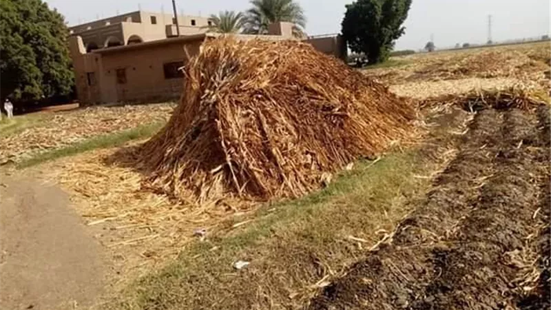 لمنع تكون السحابة السوداء... فرم المخلفات الزراعية بأسيوط