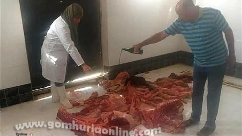 اعدام عجل بقري مصاب برشح فى الكليتين بالمجزر الرئيسي بالوادى الجديد .. صور