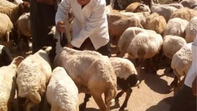 حملات مكثفة وندوات إرشادية للطب البيطرى بالفيوم