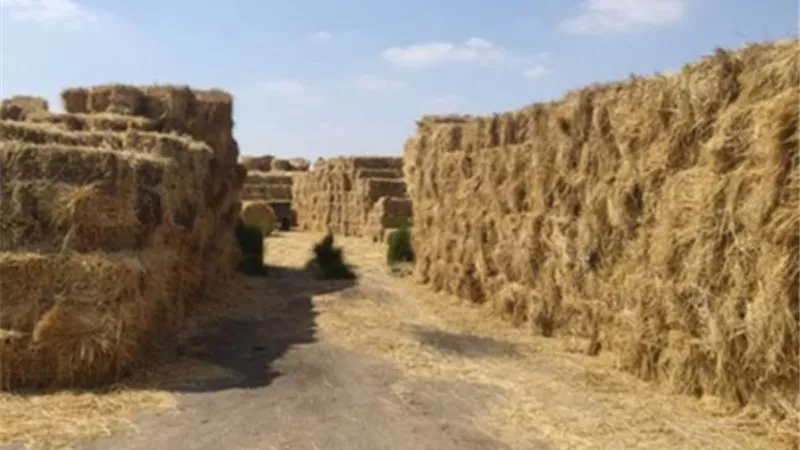 تأسيس أول شركة مصرية لتحويل قش الأرز لألواح خشبية