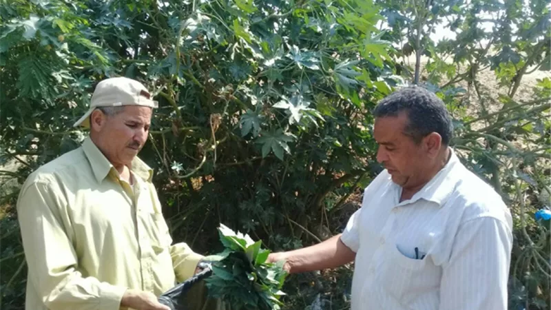 المفترس الأكاروسي لإنتاج فراولة بمواصفات عالمية في الإسماعيلية