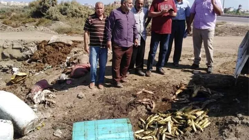 إعدام 190 كيلو فسيخ فاسد قبل طرحها للاسواق بكفر الشيخ