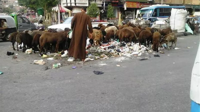 رعاة الأغنام يسيطرون على مقالب القمامة بعين شمس والزيتون بالصور
