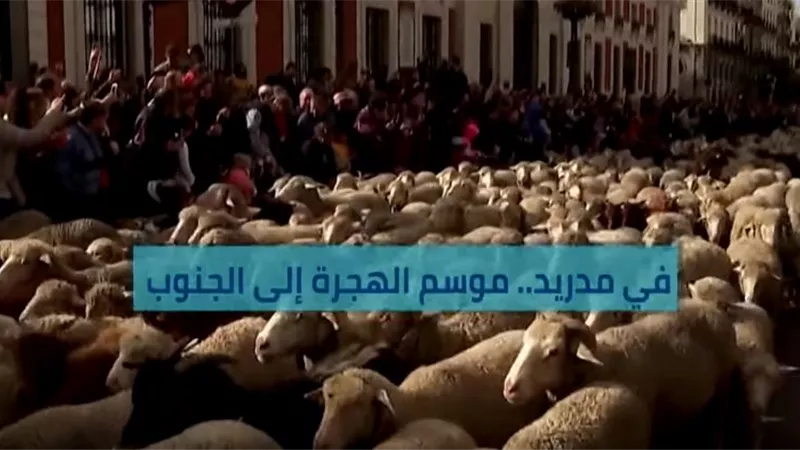 الأغنام تحتل شوارع مدريد فى موسم الهجرة