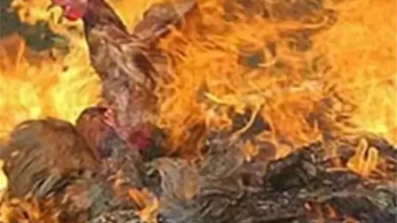 إندلاع حريق داخل مزرعة دواجن في الجيزة