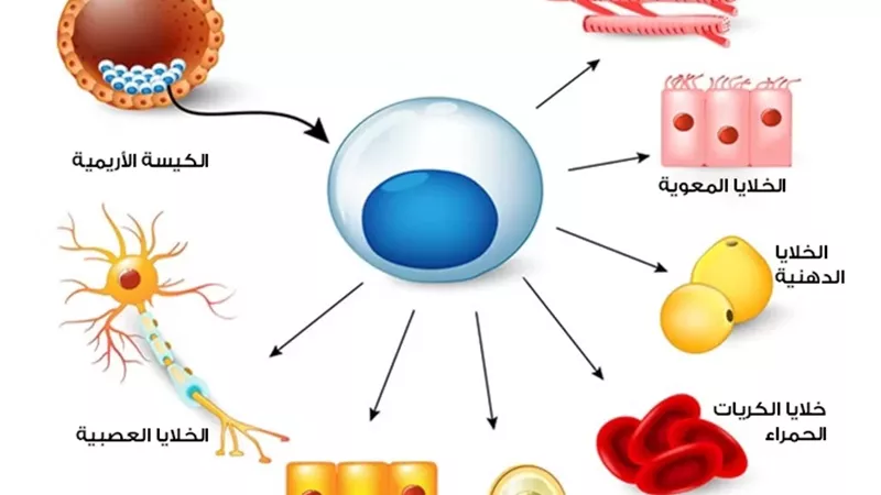 المفتي: التبرع بالخلايا الجذعية اختياريا باب من أبواب إحياء النفس