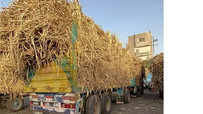 القابضة الغذائية: استلام 4.3 مليون طن قصب وإنتاج 463 ألف طن سكر