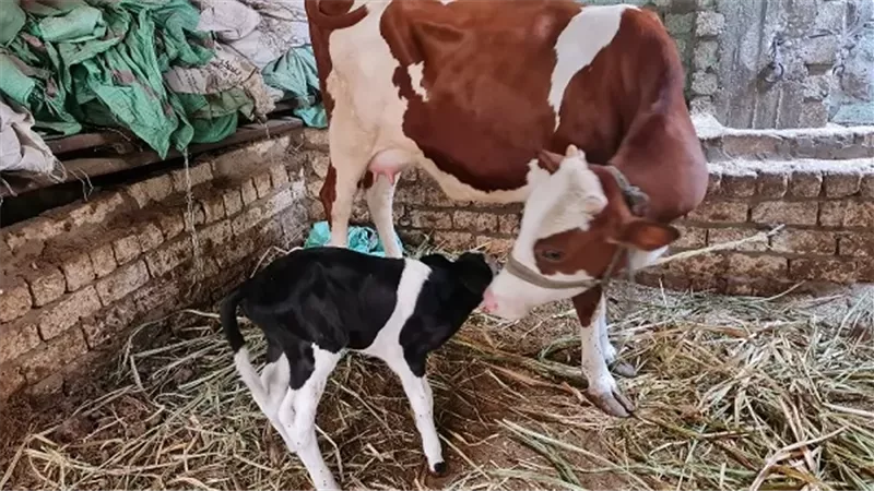 السبت.. انطلاق حملة تحصين ضد الجلد العقدي وجدري الأغنام بالأقصر