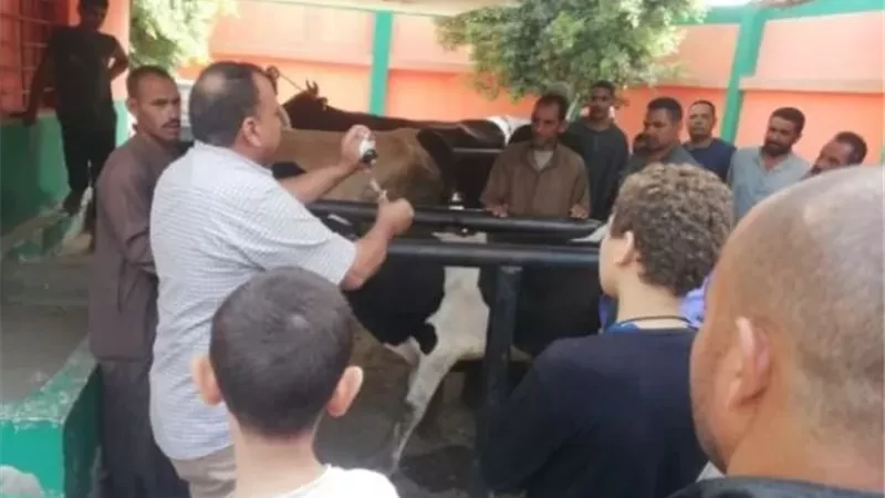 محافظ المنيا يعلن بدء الحملة القومية للتحصين ضد الجلد العقدى