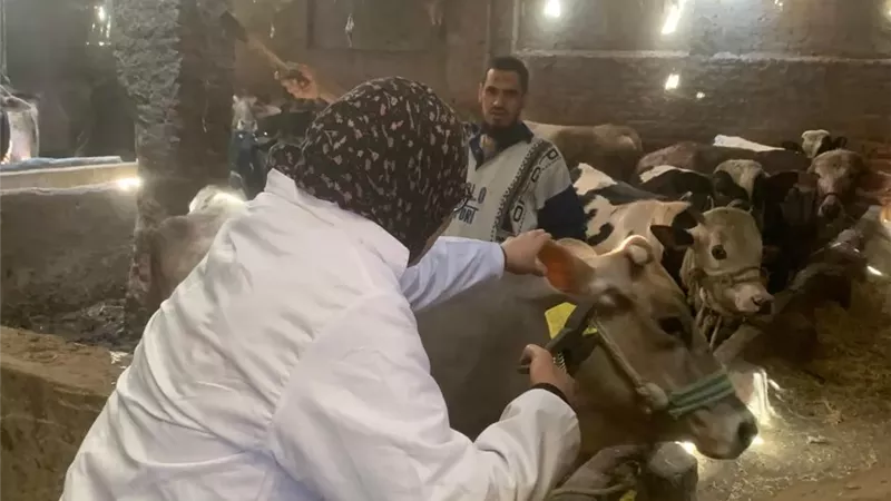 الانصاري:انطلاق الحملة القومية للتحصين ضدالجلد العقدي وجدري الضأن