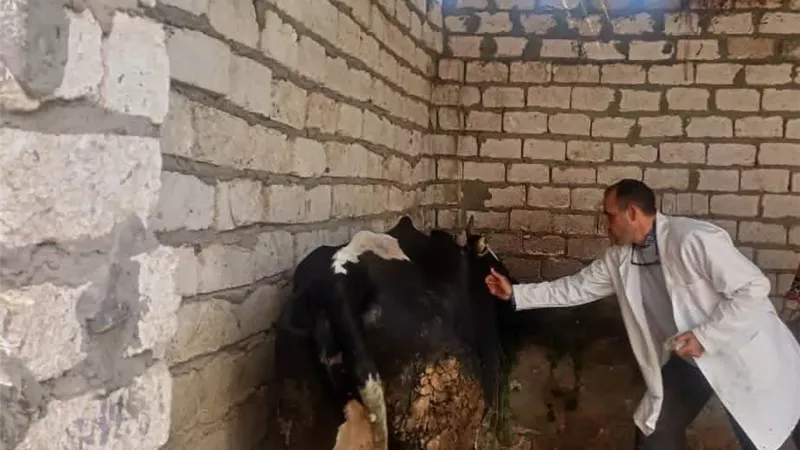 محافظ المنيا يُتابع نتائج الحملة القومية لتحصين الماشية