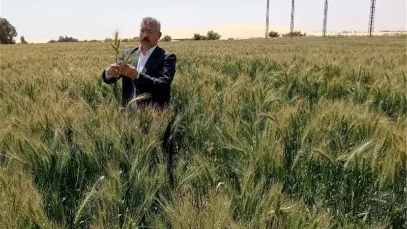 اطلاق موسم حصاد القمح بالمنيا في منتصف الشهر الجاري