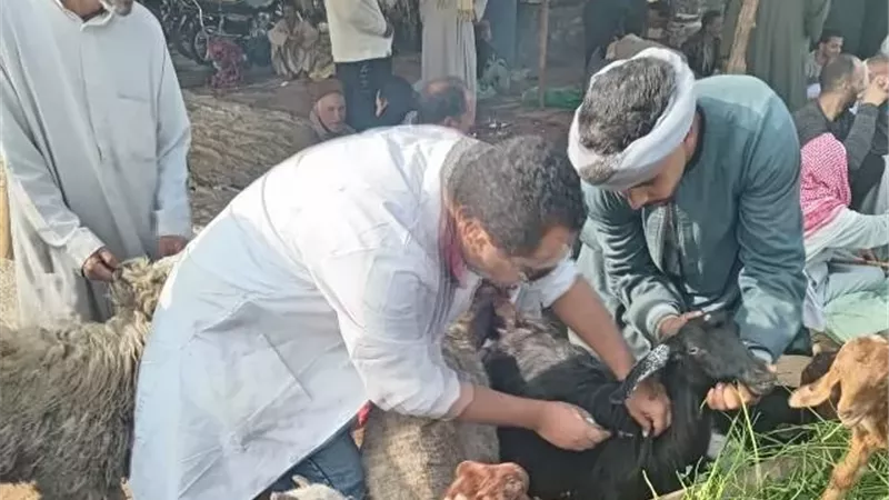 محافظ الجيزة: تحصين أكثر من 176 ألف رأس ماشية خلال 3 أسابيع