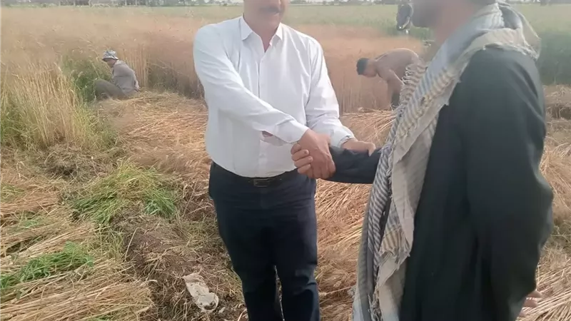 مدير زراعة المنيا يتفقد حصاد محصول القمح في العدوة و مغاغة