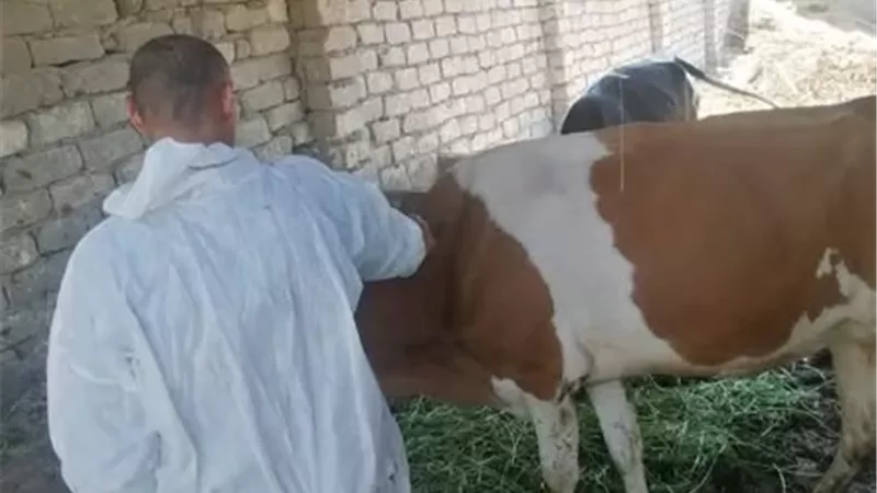 استمرار حملة التحصين ضد الجلد العقدي وجدري الأغنام بالإسماعيلية