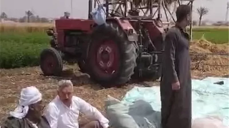 شون وصوامع محافظة المنيا تستقبل أكثر من 35 ألف طن من القمح