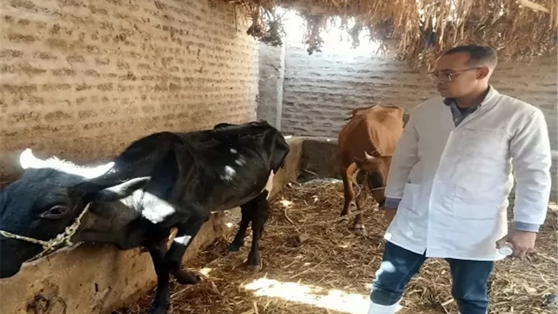 تحصين 91,413 رأس من الماشية والاغنام ضد الجلد العقدي وجدري بقنا