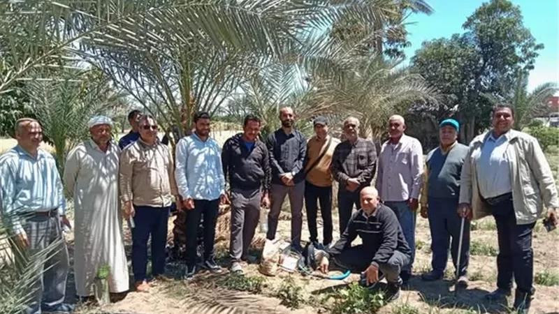يومًا حقليًّا لمكافحة سوسة النخيل بالإسماعيلية..صور