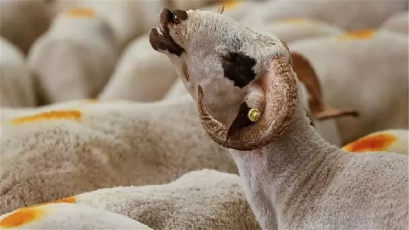 هل يجوز لمن أخذ لحم الأضحية التصرف فيه بالبيع ؟