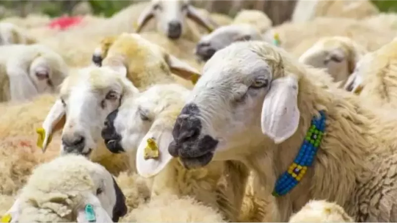 المفتي يوضح حكم صكوك الأضاحي والتصرف في لحومها وحواشيها