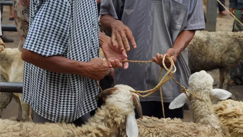 هل يجوز للمُضحي بيع أضحيته قبل ذبحها؟..المفتي يُجيب