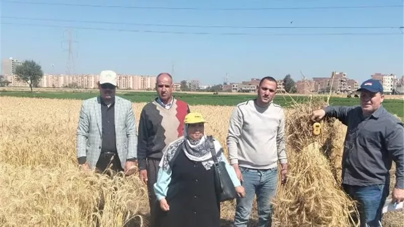 وزير الزراعة ومحافظ البحيرة يشهدان ميكنة حصاد القمح بدمنهور