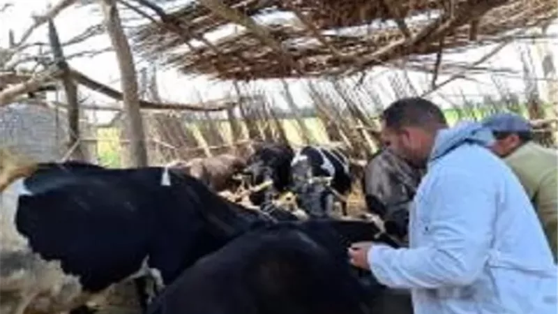 تحصين 164 ألفًا و285 رأس ماشية بكفرالشيخ ضمن الحملة القومية