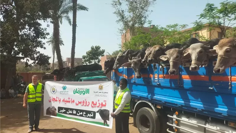 بالصور..توزيع عدد(17) رأس ماشية عشار للأسر الأولى بالرعاية بأسيوط