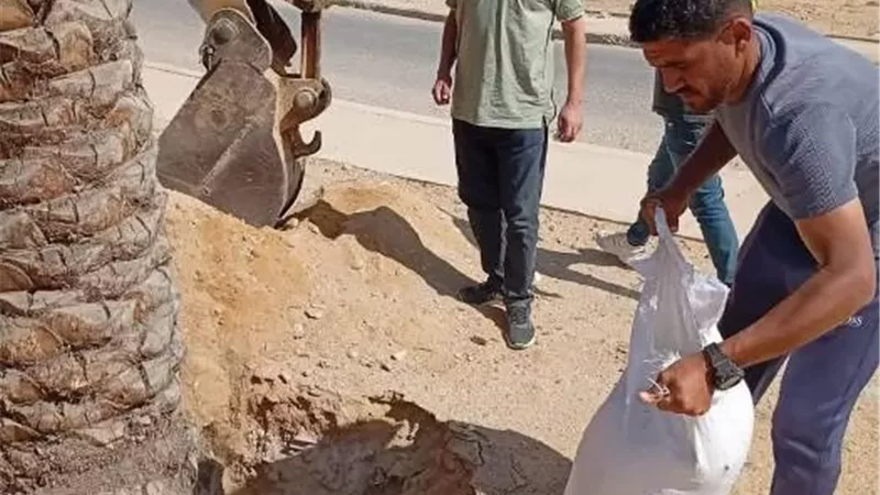 زكريا: جهاز الشروق يزرع 6000 شجرة ونخلة وزهور متنوعة بالمدينة.. فيديو