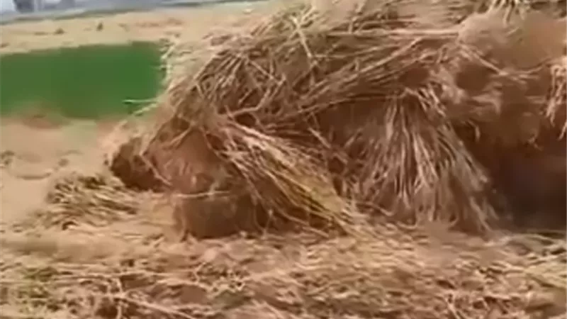 الأمن يكشف زيف ادعاءات طالبة بالبحيرة حول منع أسرتها من حصاد أرض
