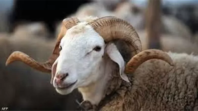 الإرشاد البيطري يوضح شروط اختيار الأضحية السليمة