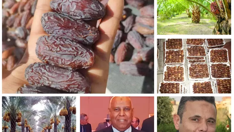 النخيل المصرى.. منجم الكربون والطاقة النظيفة