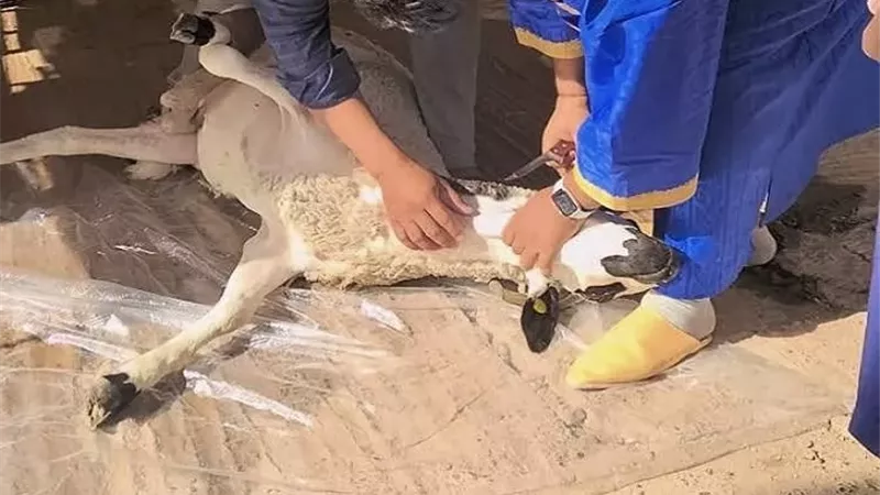 هل يجوز ذبح الأضحية أثناء خطبة العيد؟.. الإفتاء تجيب