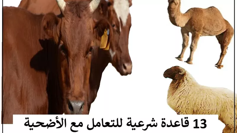 عيد الأضحى.. 13 قاعدة شرعية للتعامل مع الأضحية