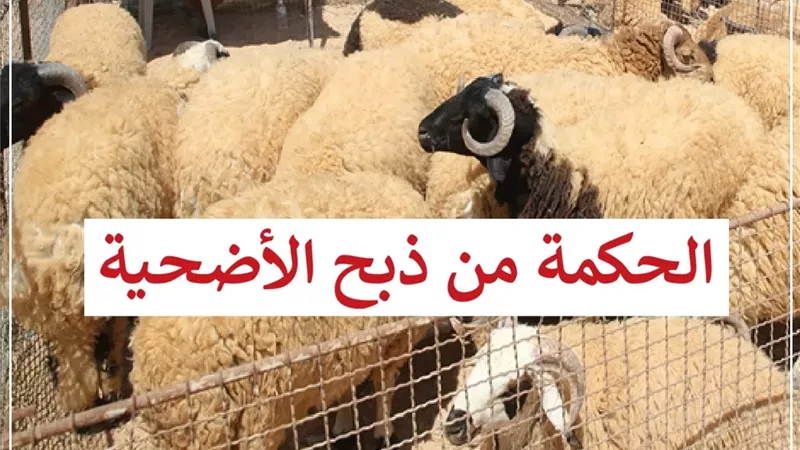 عيد الأضحى.. ليس مجرد لحم.. إليك الحكمة من ذبح الأضحية