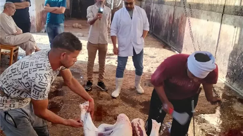 محافظ أسيوط: ذبح الأضاحي بالمجازر الحكومية مجانًا طوال أيام العيد