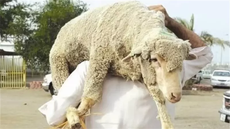 هربًا من الزحام..هل يجوز شراء صكوك هدي التمتع من المدينة؟