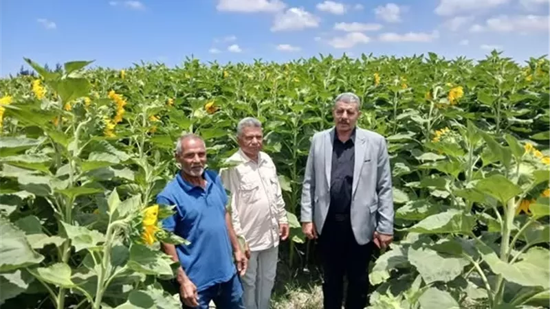 متابعة ميدانية للمحاصيل الزراعية شرق الإسماعيلية في عيد الأضحى