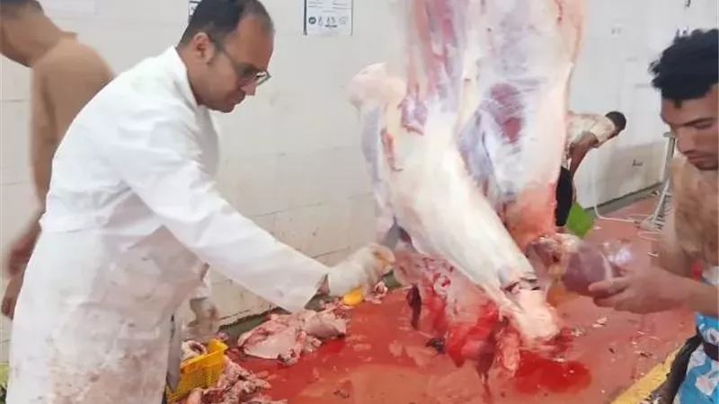 ذبح 564 رأس بلدى و2941 مستورد خلال عيد الأضحى بمجازر البحر الأحمر